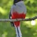 Cuban Trogon